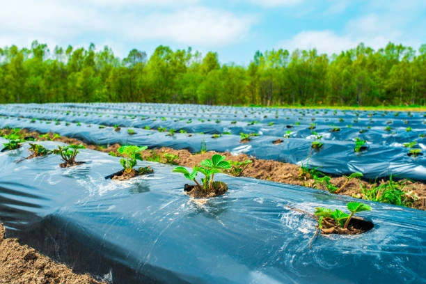 Mulch Film