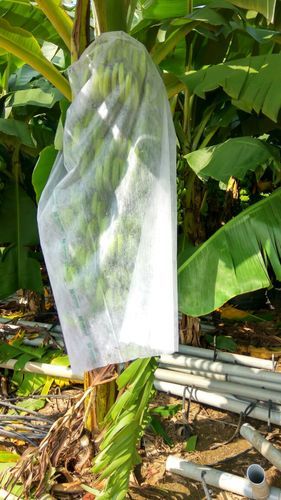 Banana Covers Non Woven