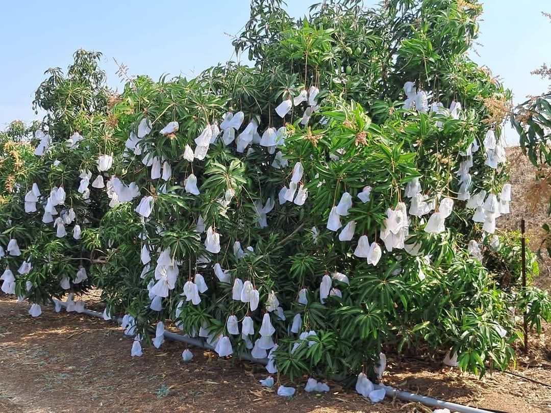 Non Woven Mango Fruit Cover