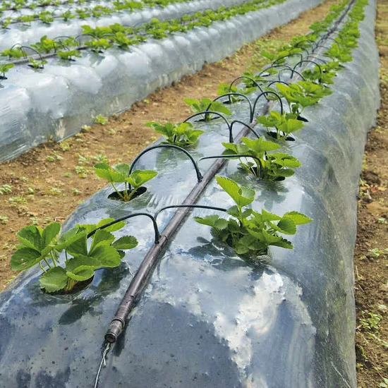 UV-Stabilized Plastic Mulch Film for Agriculture